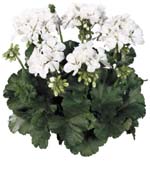 Tango White